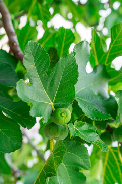 Close-up of unripe green figs developing on a tree branch, surrounded by vibrant lobed leaves in daylight.