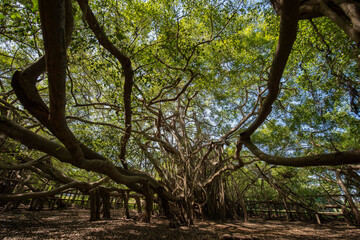 Fototapeta premium THAILAND NAKHON RATCHASIMA KHORAT CHALOEM PHRA KIAT BANYAN TREE