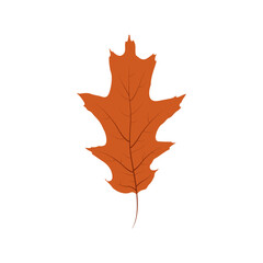 Fototapeta premium Autumn oak leaf isolated on white background. Vector illustration. Simple hand drawn oak leaf. Autumn leaves. Fall forest foliage