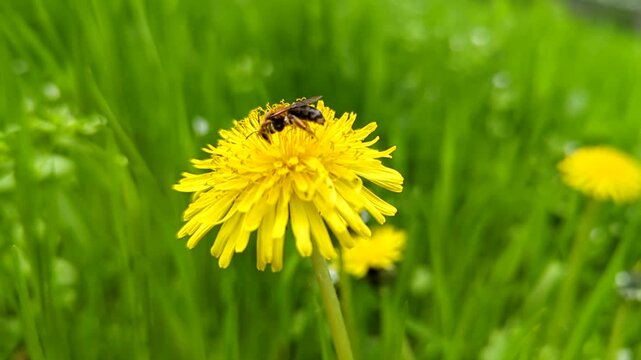 Close-up of a bee collecting pollen on a bright yellow dandelion in green grass
