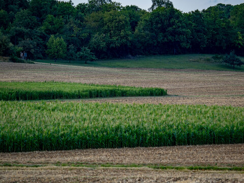 Agrarlandschaft im Sommer