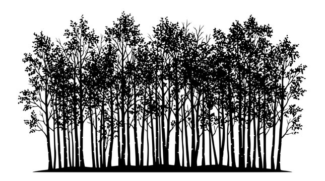 Black silhouette of a dense forest of birch or aspen trees