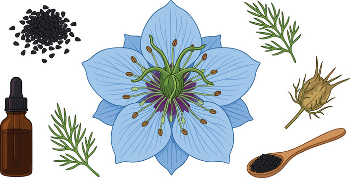 Black cumin oil and nigella sativa flower vector illustration set featuring blue blossom black seeds amber dropper bottle wooden spoon and seed pod isolated on white background