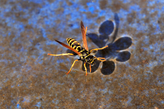 Eine Wespe bei  der Wasseraufnahme in einer Wasserschale