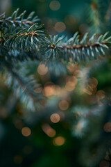 Cozy Christmas background with fir branch and golden bokeh lights. © Kulbabka