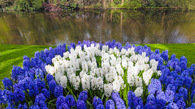 Blue and white hyacinths blooming in a park in Europe