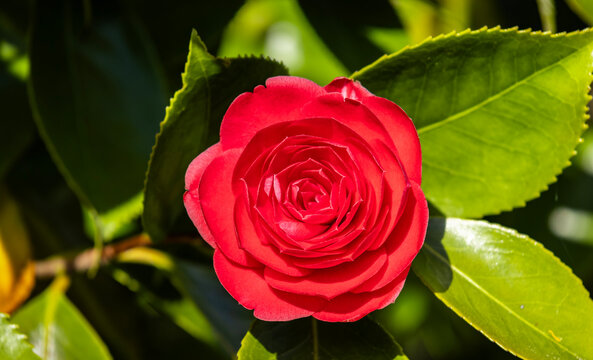 Red camellia flower on green leaves background
