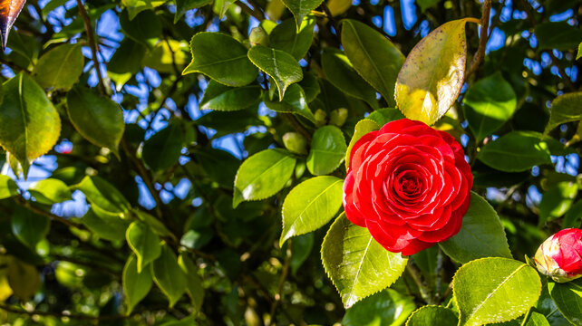 Red camellia flower on green leaves background
