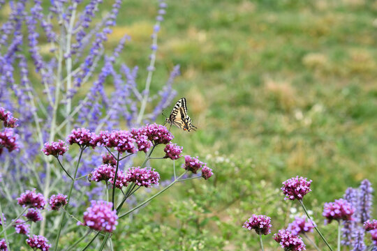 Wundersch&ouml;ner Schwalbenschwanz auf  einer violetten Bl&uuml;te eines Patagonischen Eisenkrautes