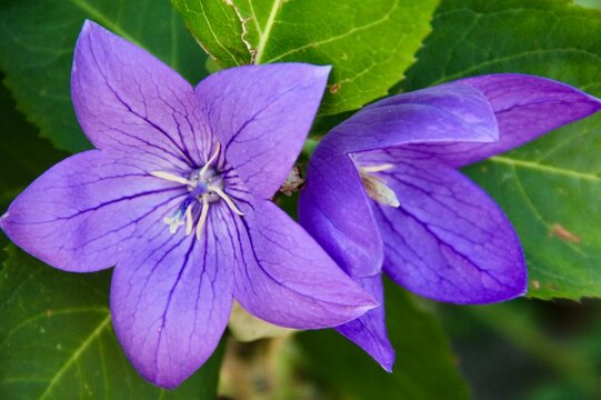 violet flower in the garden