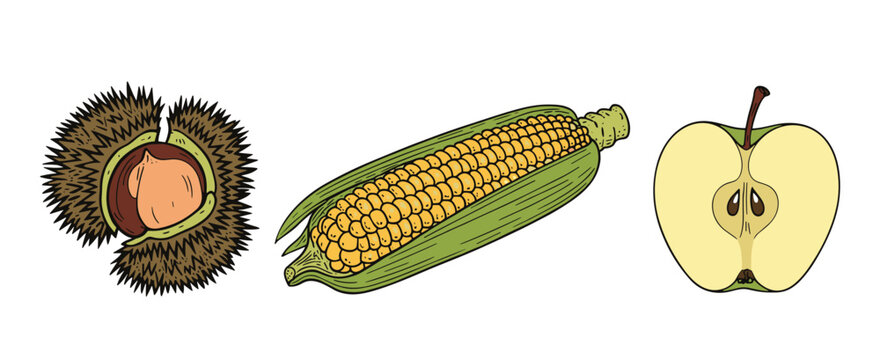 Hand-drawn of a chestnut in a spiky burr, an ear of yellow corn with green husks, and a sliced green apple half, isolated on white background