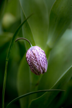 Checkered fritillary flower bud in meadow