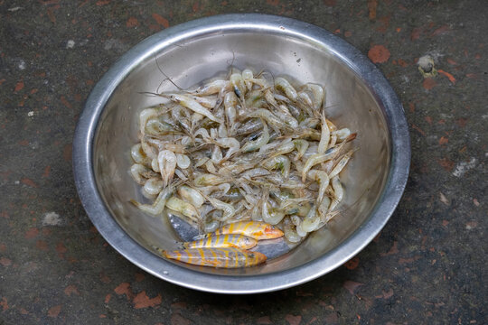 Fresh small river prawns and loach fish collected in a steel bowl. Raw freshwater shrimp and small fish catch ready for cooking in local kitchen.