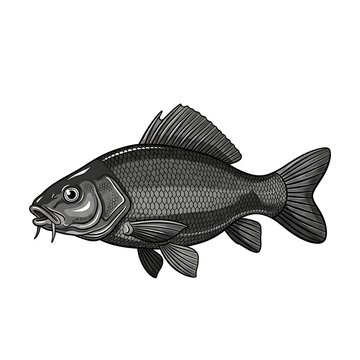 Black and white illustration of a marlin fish.