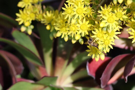 European Honey Bee (Apis mellifera) collecting nectar from Purple Aeonium flowers, South Australia
