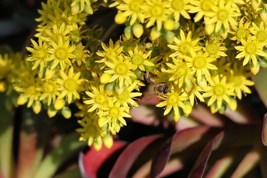 European Honey Bee (Apis mellifera) collecting nectar from Purple Aeonium flowers, South Australia