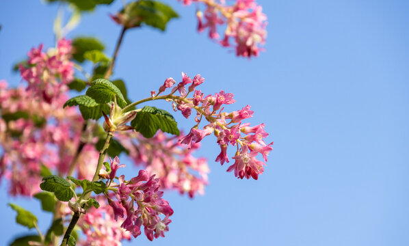 Pink flowering currant blossoms against blue sky