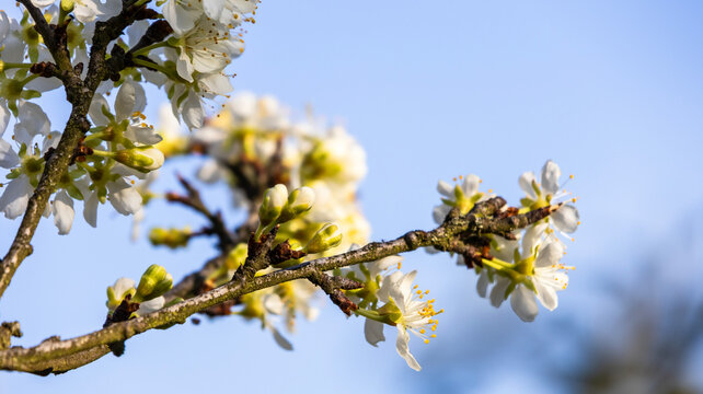 Flowering fruit tree branch in spring with blue sky