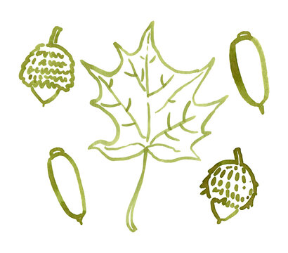 Hand drawn autumn maple leaf and acorns. Watercolour leaf and acorns, autumn plants use as print, poster, cards, invitation, stickers, element design, textile, wrapping paper, label, and so on.