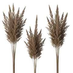 Fototapeta premium Three mature wheat stalks standing against a white background