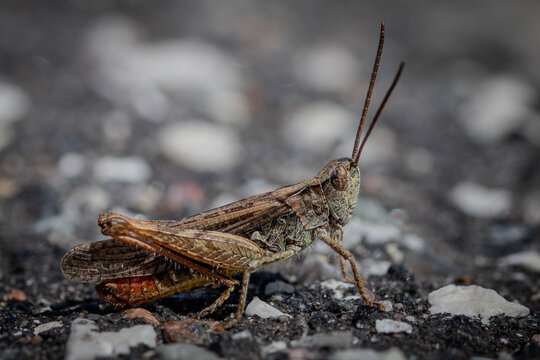 grasshopper on the ground