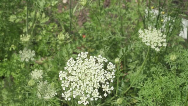 Close up view of a white wild carrot (Daucus carota) flower head gently swaying in the breeze with lush green foliage. Useful for botanical, ecological, and wild flora projects.