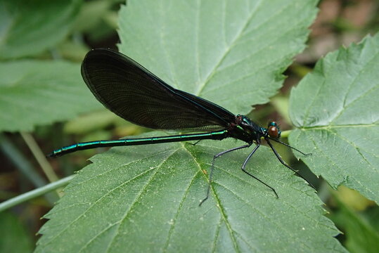 Close up of an ebony jewelwing damselfly on a berry leaf with a blurred green background
