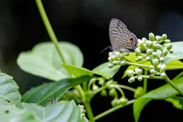 Obraz premium Small Zebra Blue butterfly resting on green plant flower buds in natural garden setting. Wildlife insect, spring flora, and biodiversity nature concept.