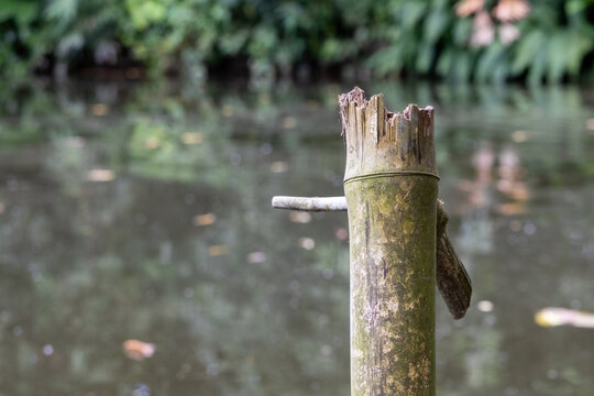 Broken weathered bamboo pole standing near natural water pond in countryside environment. Natural wooden post, rural landscape, and ecology concept.