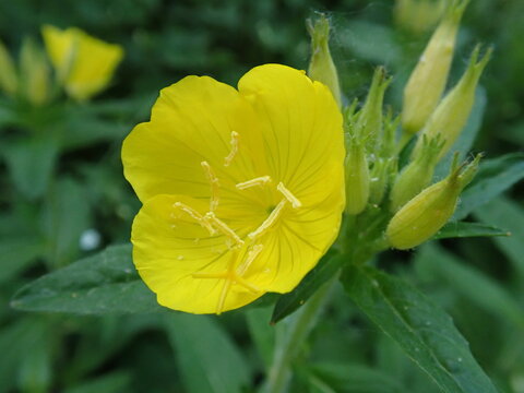 Closeup of a narrowleaf evening primrose and buds with a blurred background