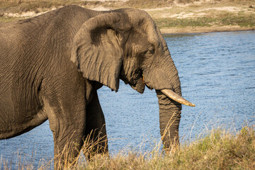 African elephant close-up portrait with curled trunk, Kruger National Park © Wikus