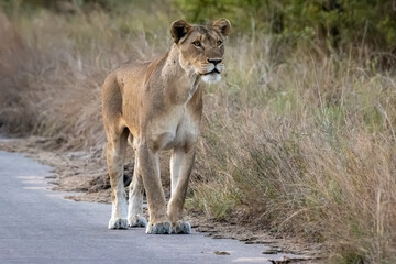 Lioness walking along a bush road at golden hour, Kruger National Park © Wikus