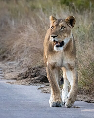Lioness walking with mouth open along a bush road, Kruger National Park © Wikus