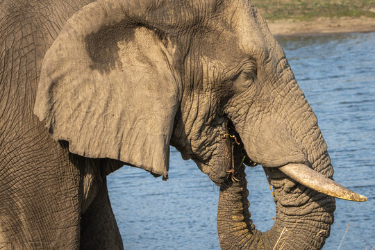Macro texture of African elephant skin, ear and tusk, Kruger National Park