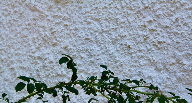 white wall and green branch
