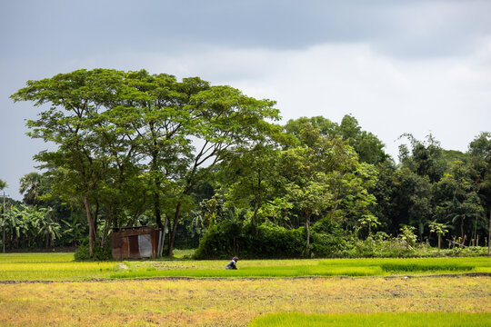 Farmer working in green rice paddy field near tin shed under cloudy sky in countryside. Bangladeshi rural agriculture, farming labor, and eco nature concept.