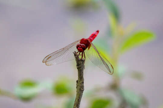Bright red dragonfly insect perching on dry tree branch outdoors. Crimson dragonfly resting on twig in green natural garden environment in summer.
