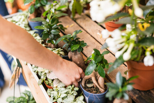 Customer selecting plants in garden center nursery