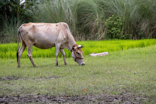 Domestic cow grazing on green grass pasture in rural agricultural field. Domestic livestock animal, dairy cattle farming, and Bangladeshi rural agriculture concept.