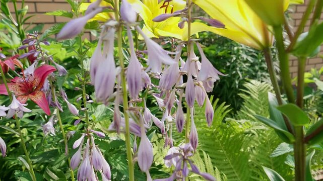 Blooming purple hosta flowers and bright lilies in a sunny summer garden. Beautiful hosta plant blossoms hanging on stems with lush green foliage and brick wall background.
