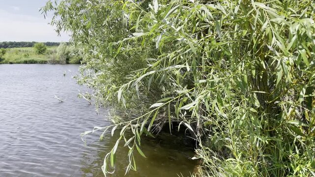 Willow branches swaying in the wind on the shore of a pond