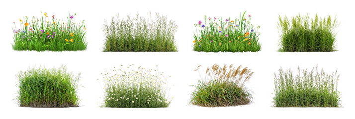 Obraz premium PNG Wild meadow grass and flowering plant cutout collection, transparent background