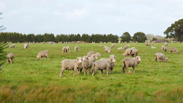 Pastoral scene with sheep grazing under a bright blue sky in WA countryside