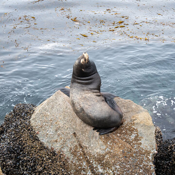 Seal resting on a rock near the ocean