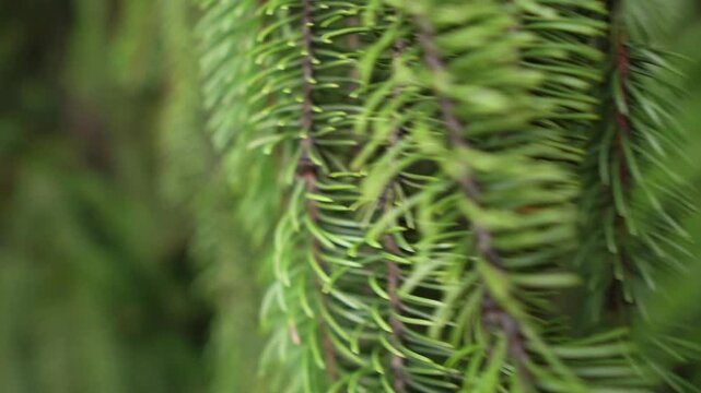 Green fir tree and many green fir tree needles close up, macro