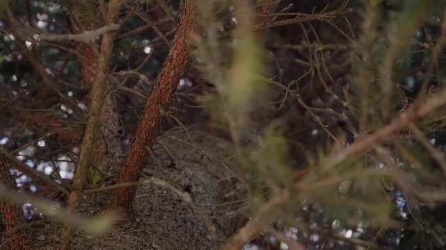 Close up view through dense pine branches and tree bark in a coniferous forest