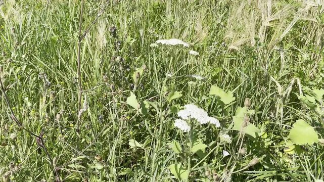 Green grass and white yarrow flowers swaying in the summer wind