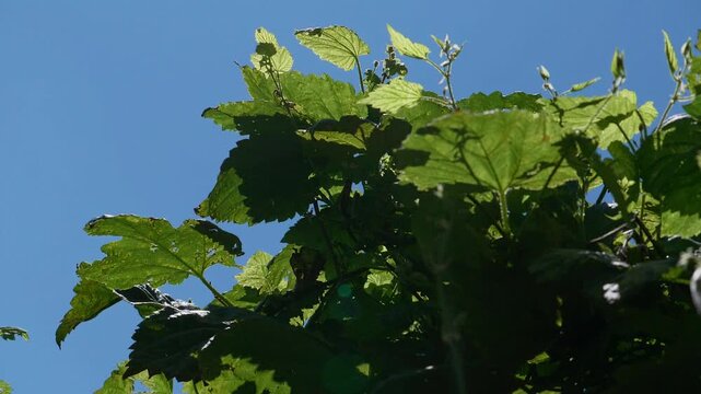 Green hop leaves backlit by bright sunlight against a clear blue sky, low angle view