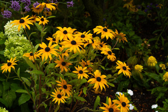 Sunlit Black-Eyed Susans Across a Dense Perennial Bed