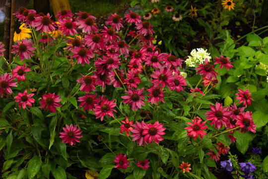 Mixed Garden Scene with Magenta Coneflowers and White Accents